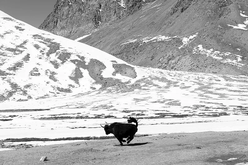 Glaciers-Ladakh-016